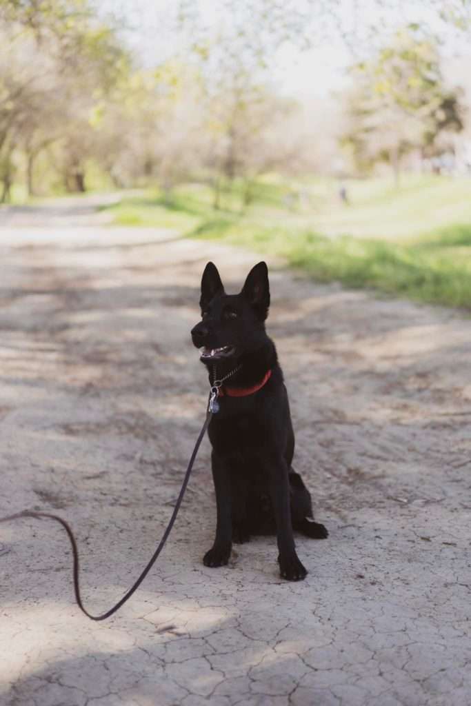 How Moldy Kibble Killed 2 Family Pets 4 301777631 5450876054995117 5034329842525103894 n