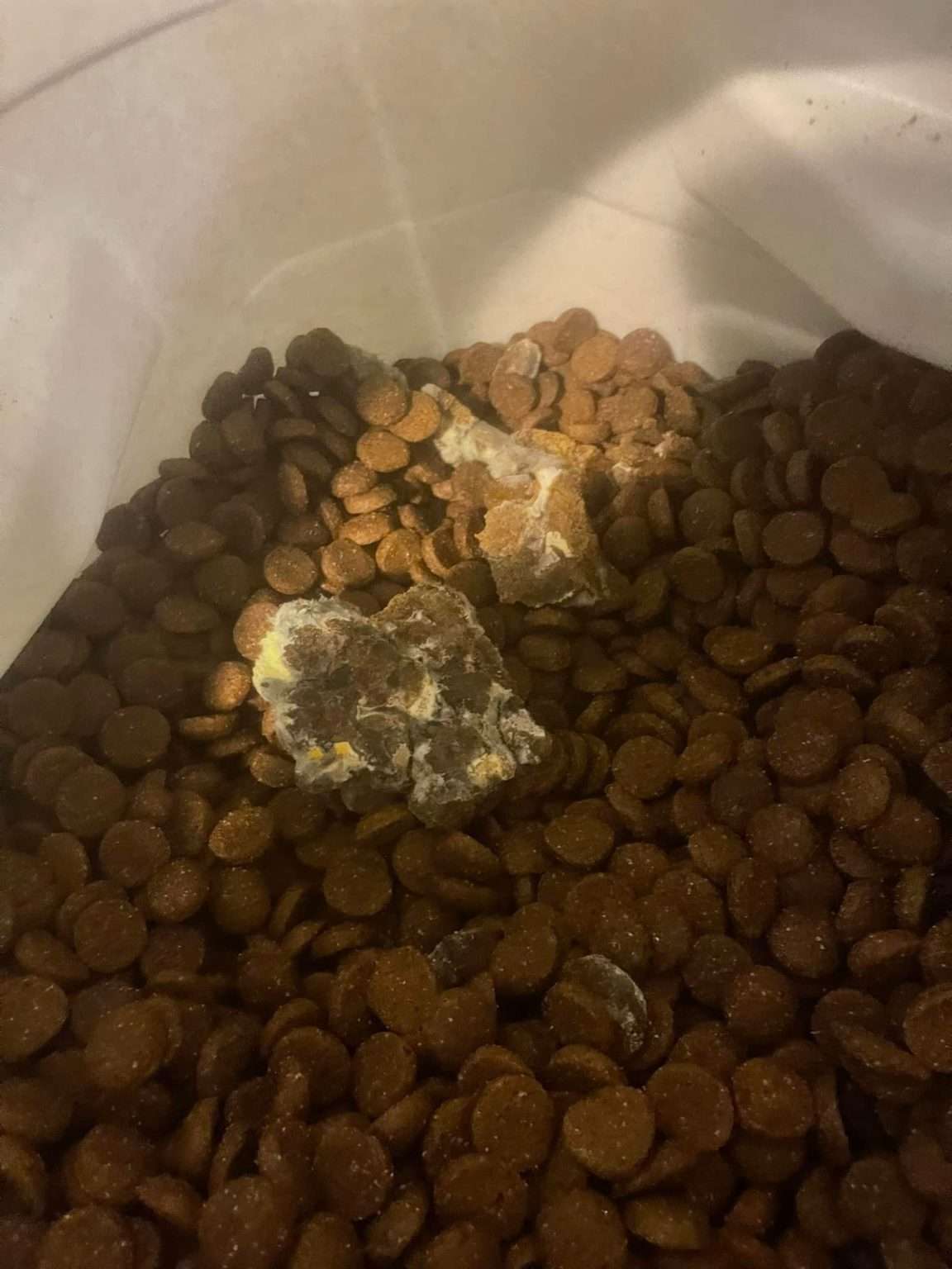 How Moldy Kibble Killed 2 Family Pets Hello Danes