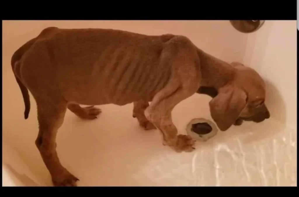 Bad Great Dane Breeders 7 5hiyxvahjoj91