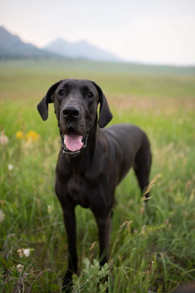 Do Dogs Have Nerves in Their Nails? 8 Do Dogs Have Nerves in Their Nails?