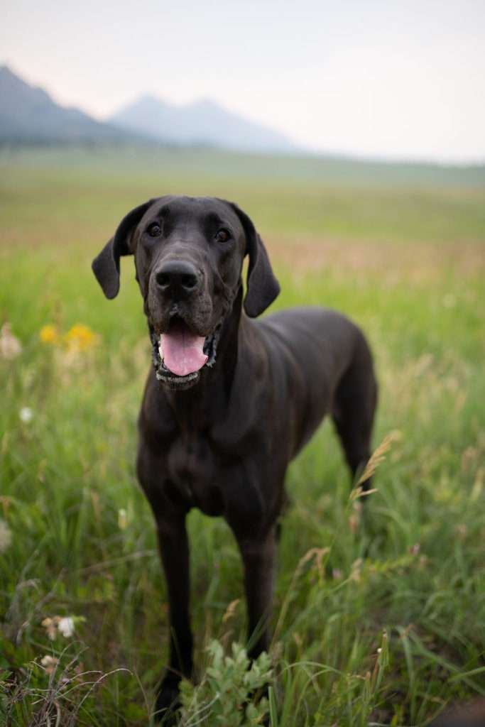 Dog With Lymphoma