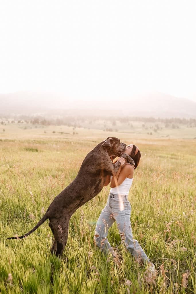 Great Dane Diet: What to Feed a Great Dane 2 Great Dane Diet