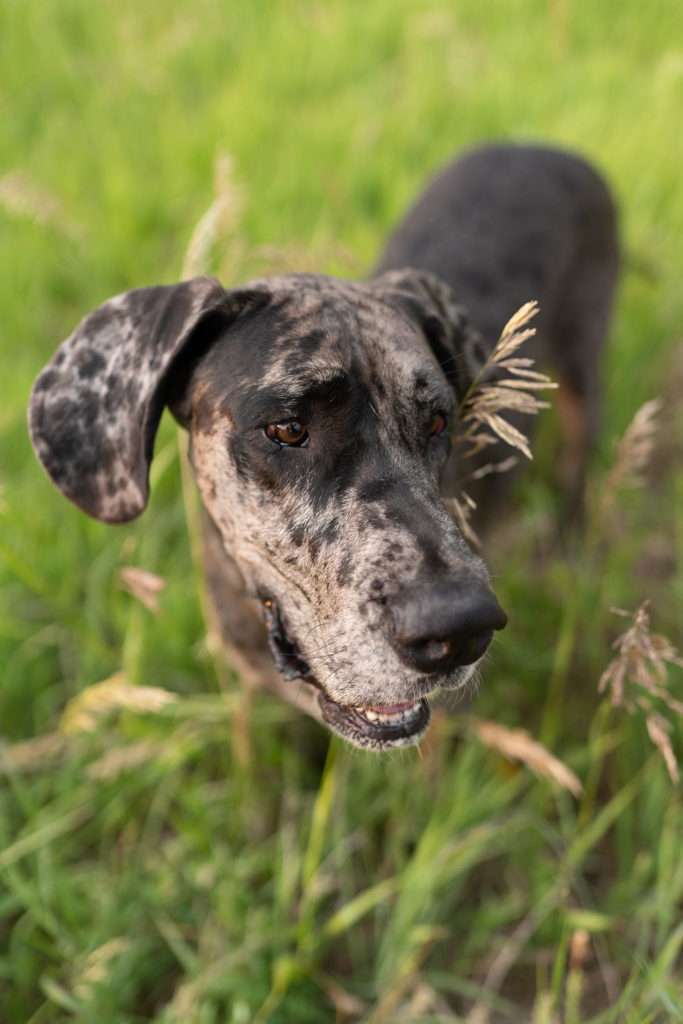 Do Dogs Have Nerves in Their Nails? 7 Do Dogs Have Nerves in Their Nails?