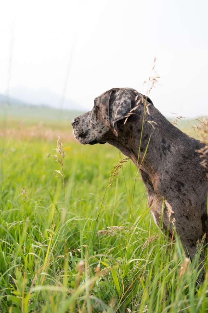 Do Dogs Have Nerves in Their Nails?