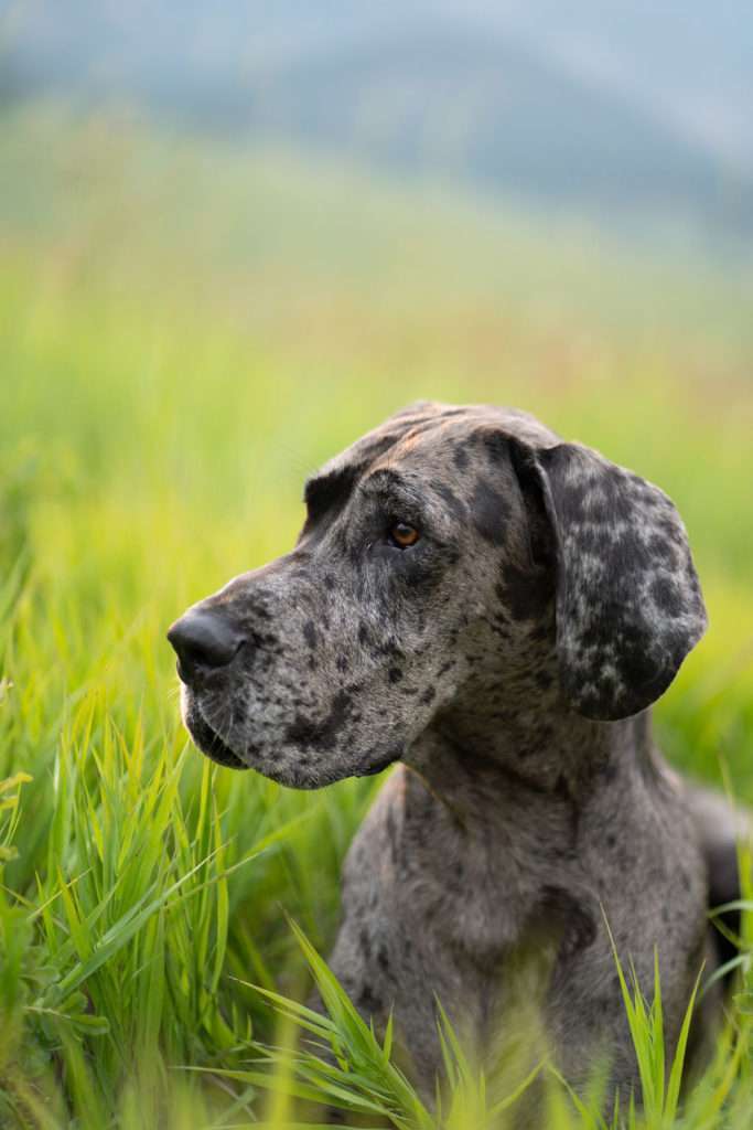 Great Dane Breeder Scams