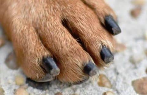 Trimming Black Dog Nails the Safe Way. Easy Once You Know the Trick.