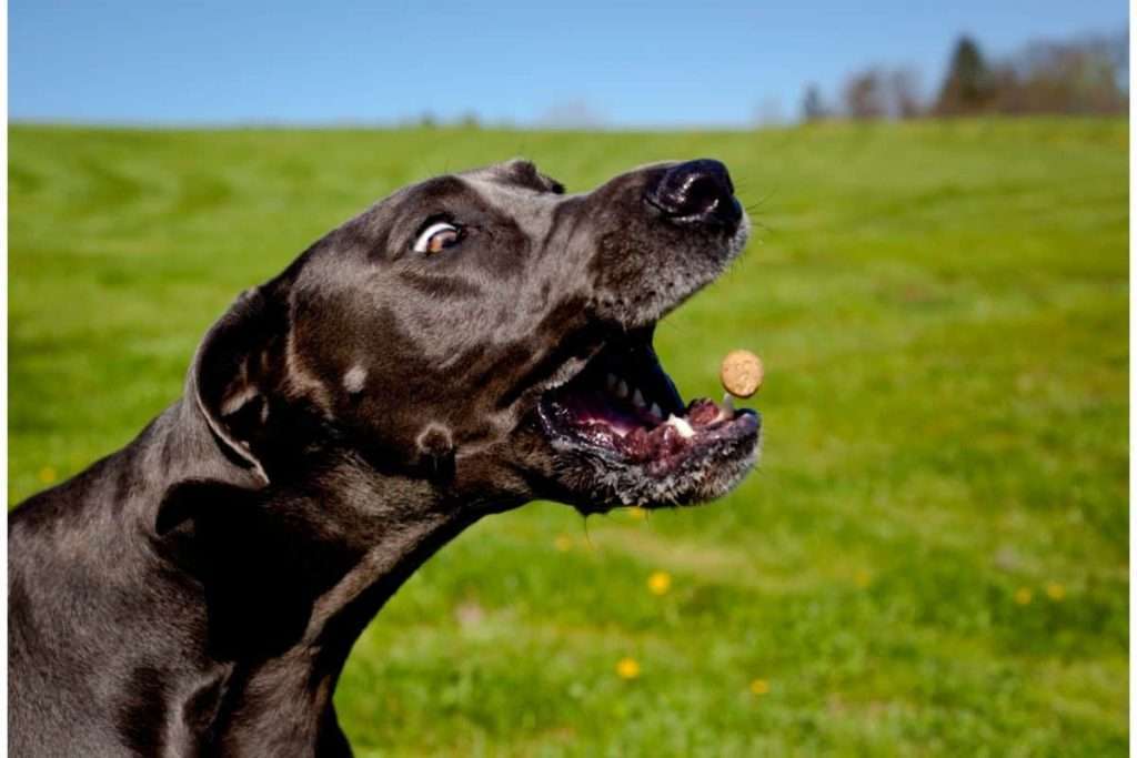 Dane catching a treat in mid air 1