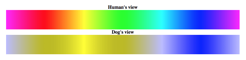 Can Dogs See in Color? The 2 Colors That Dogs Can See & The Fascinating Truth Behind It 3 Can Dogs See in Color