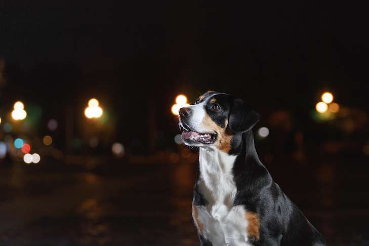 Can Dogs See in Color? The 2 Colors That Dogs Can See & The Fascinating Truth Behind It 10 Can Dogs See in Color
