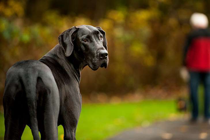 Giant Breed Dog Toys: The Best Options for Your Powerful & Not-So-Gentle Big Dogs 4 Giant Breed Dog Toys