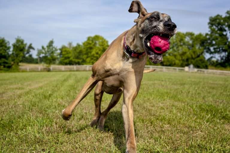 Great Dane Breeder Scams