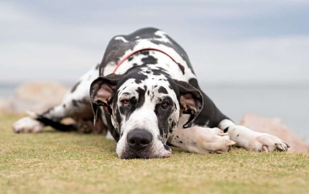 Great Dane Breeder Scams