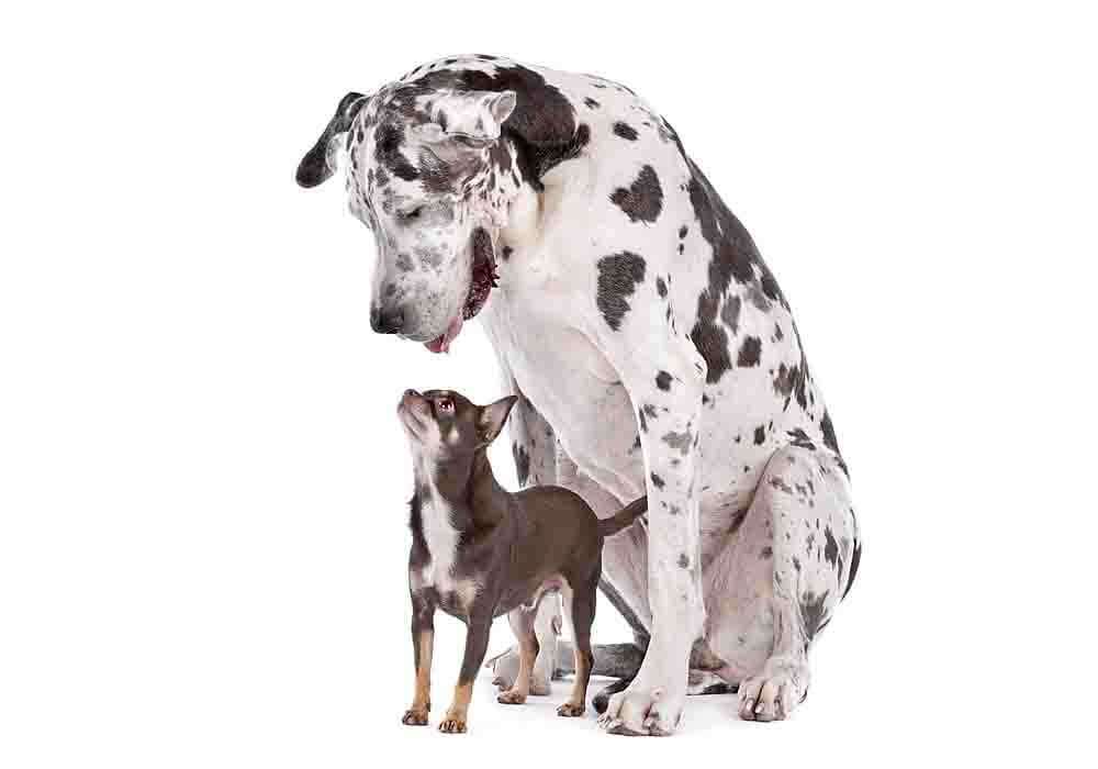 Great Dane Breeder Scams