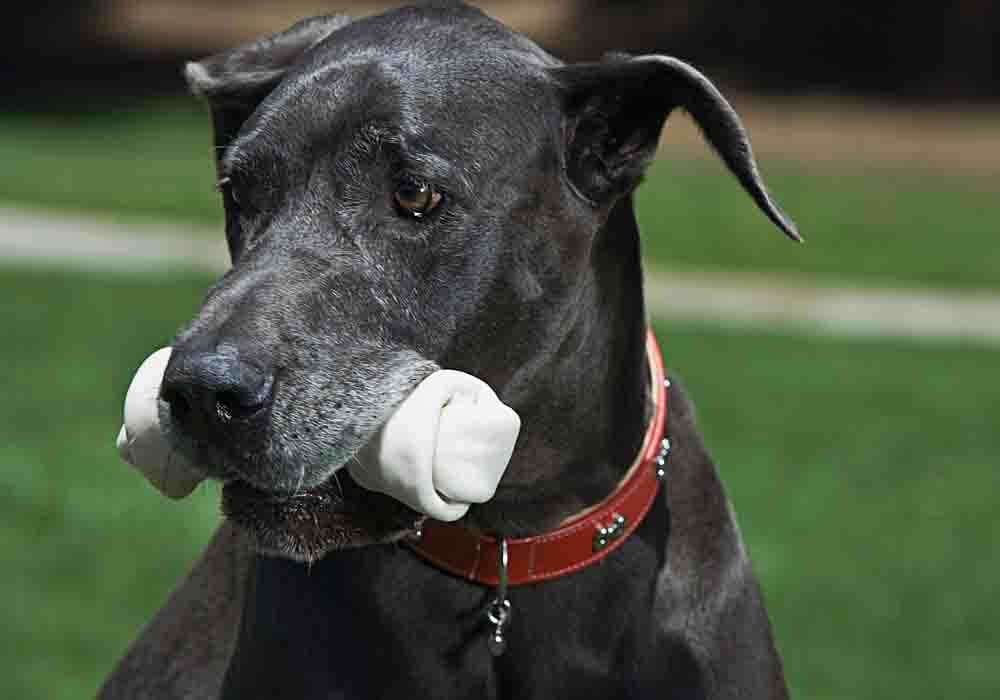Great Dane Breeder Scams