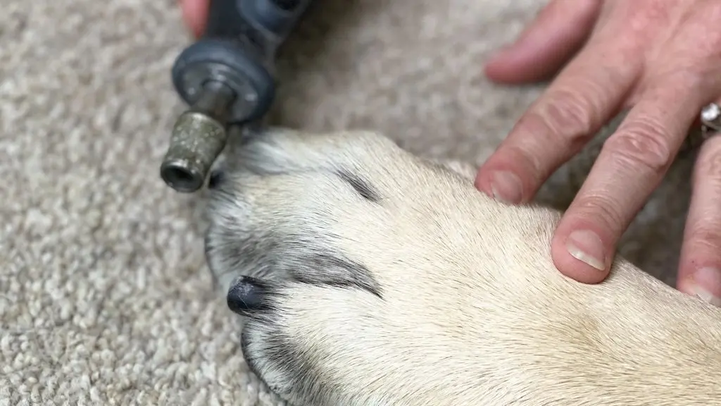 How Often Should You Cut Your Dog's Nails? 11 How Often Should You Cut Your Dog's Nails