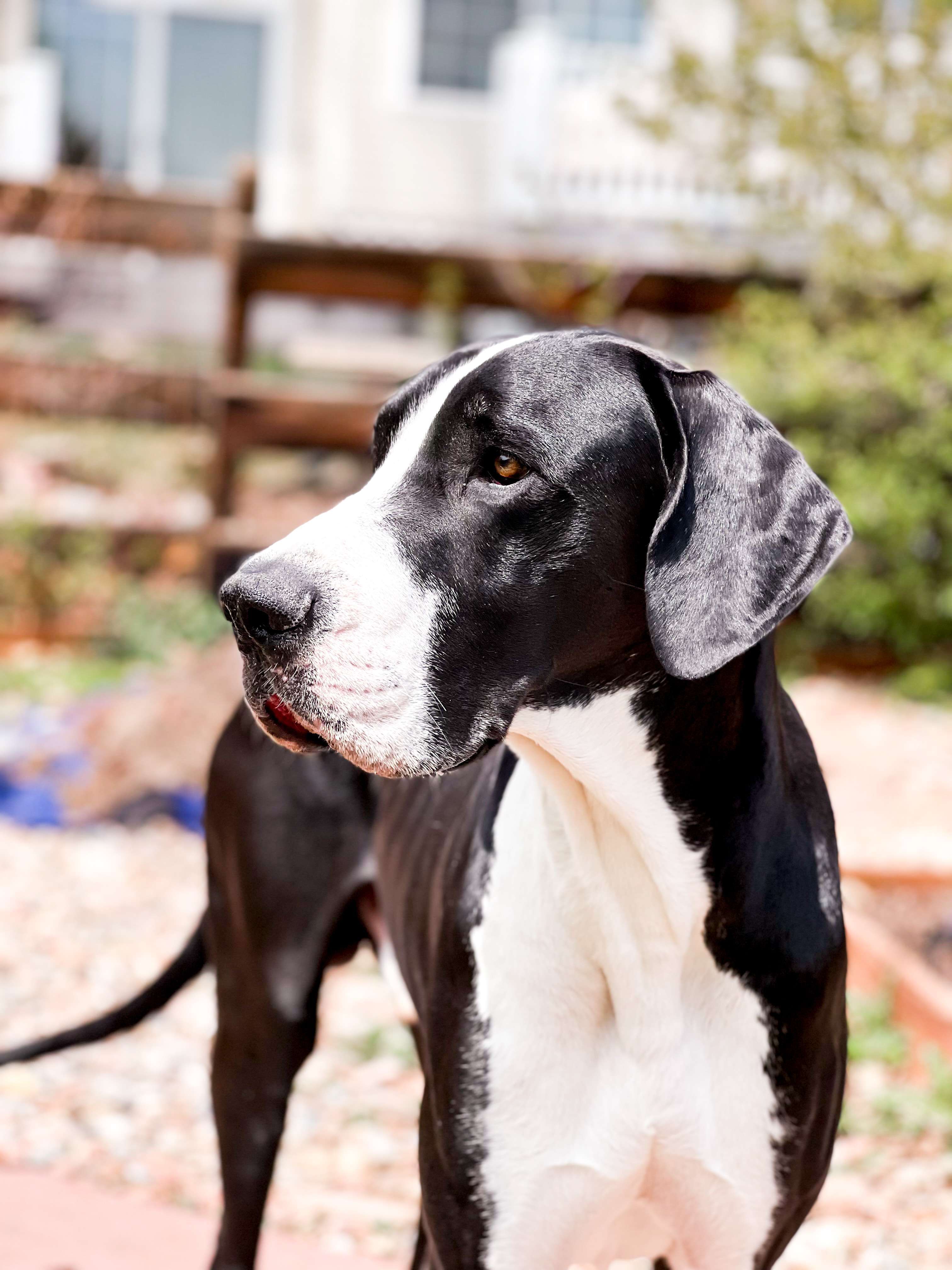 Are Great Danes Allergic to Chicken? 3 IMG 0847