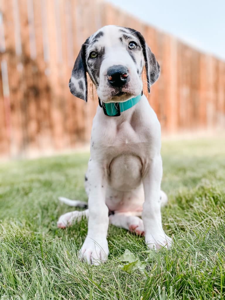 Great Dane Diet: What to Feed a Great Dane 5 Great Dane Diet