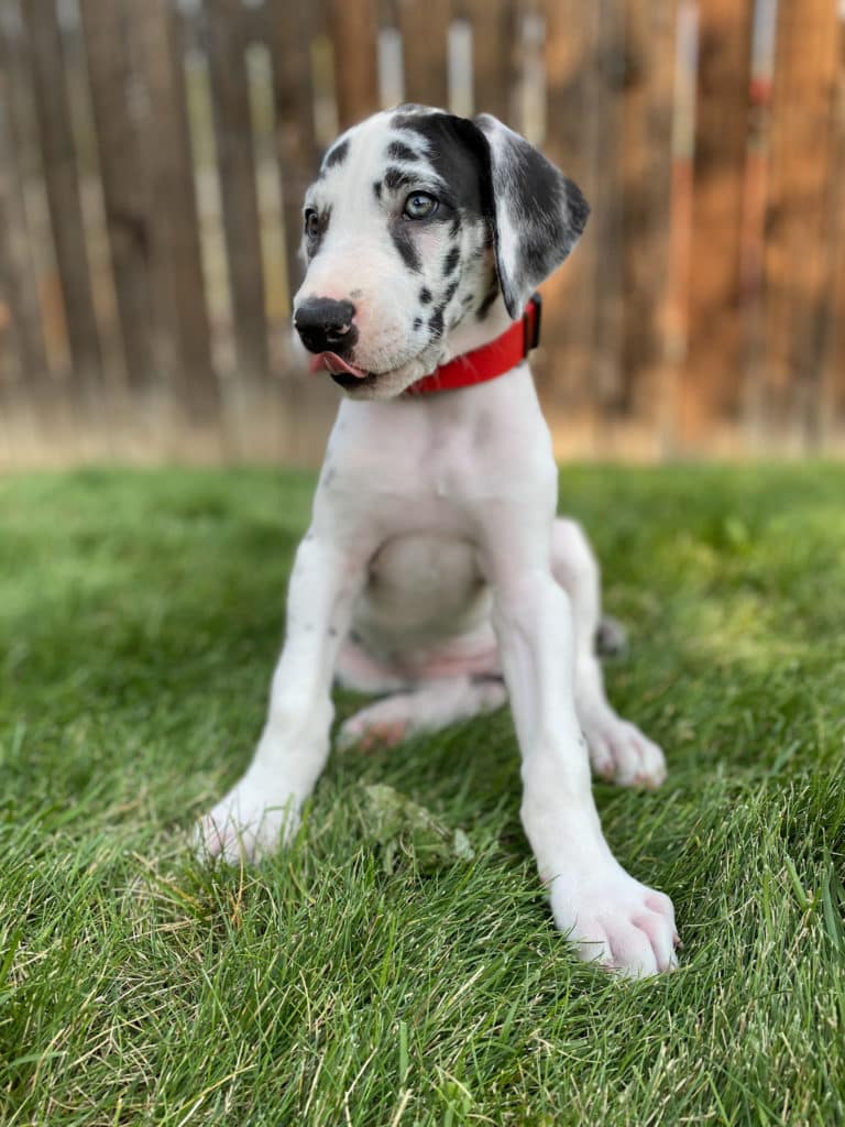 Great Dane Diet: What to Feed a Great Dane 6 Great Dane Diet