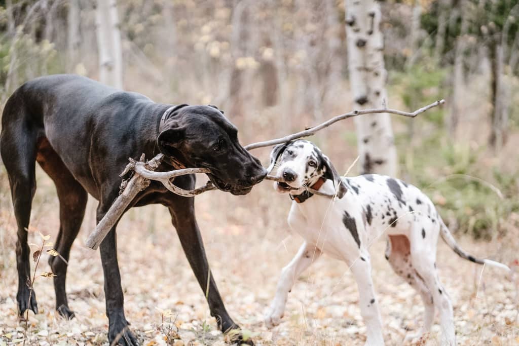 Great Dane Diet