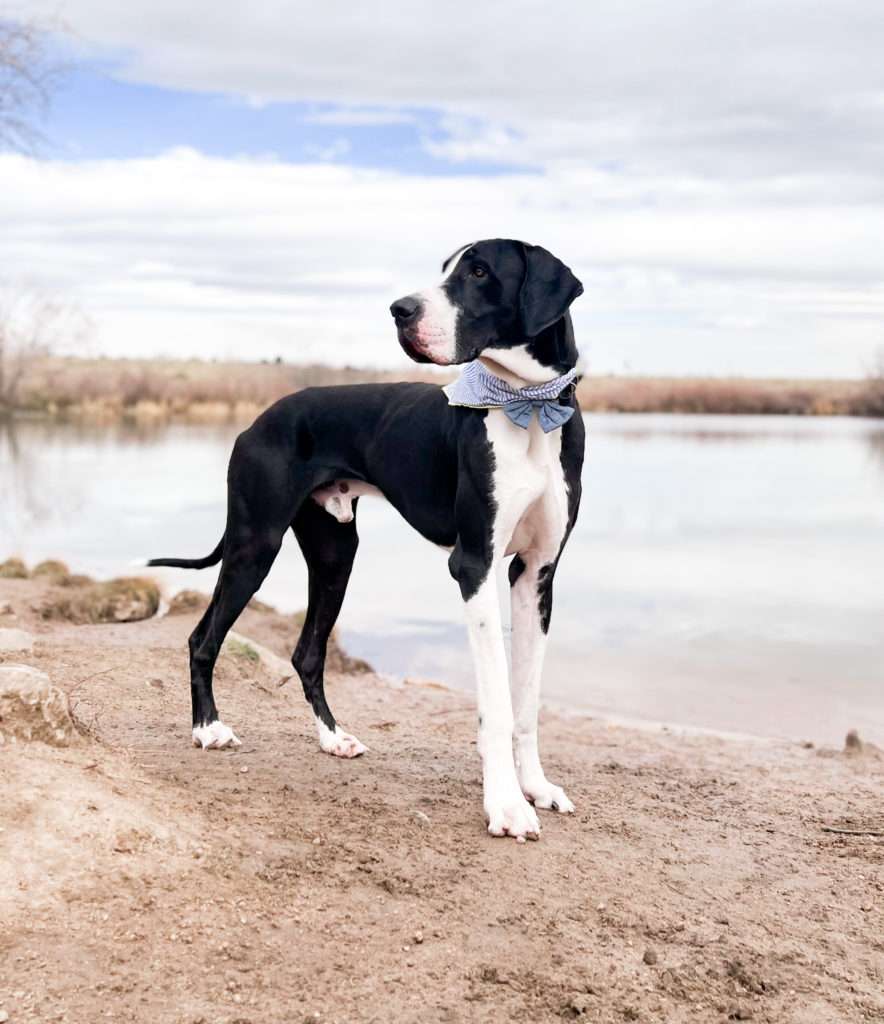 Are Great Danes Easy to Train? 14 IMG 2930