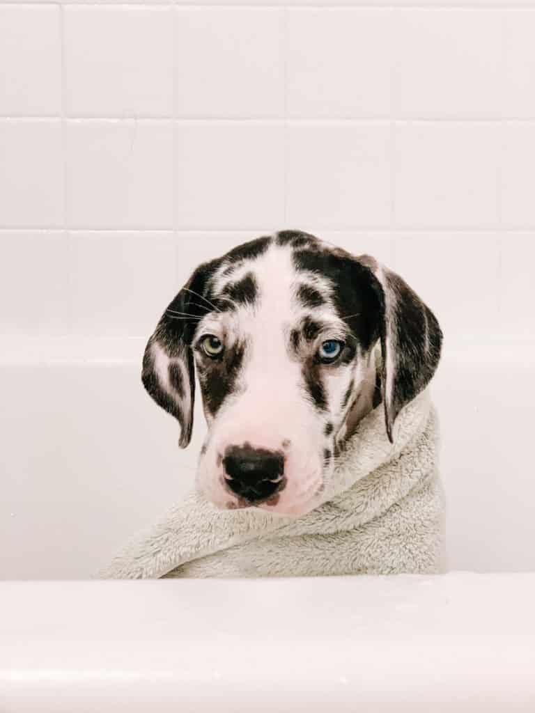 Great Dane Diet: What to Feed a Great Dane 9 Great Dane Diet