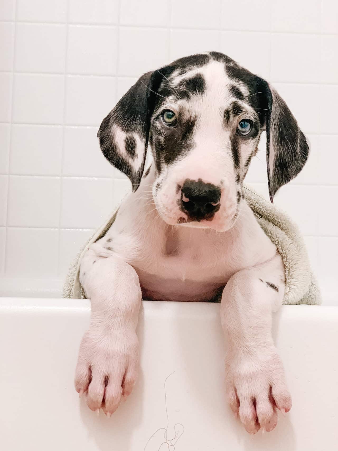 Great Dane Diet What to Feed a Great Dane Hello Danes