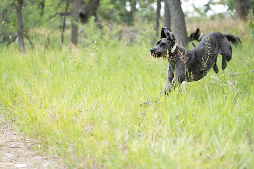 Great Dane Diet