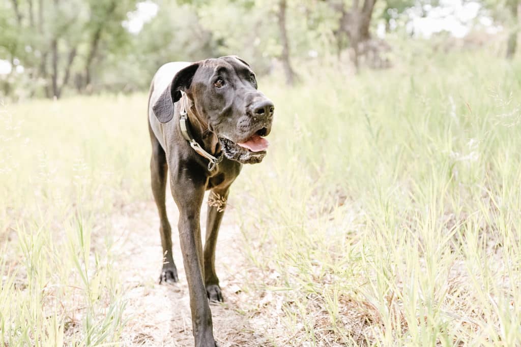 Great Dane Diet: What to Feed a Great Dane 21 Great Dane Diet