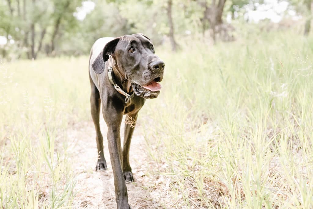 Great Dane Diet