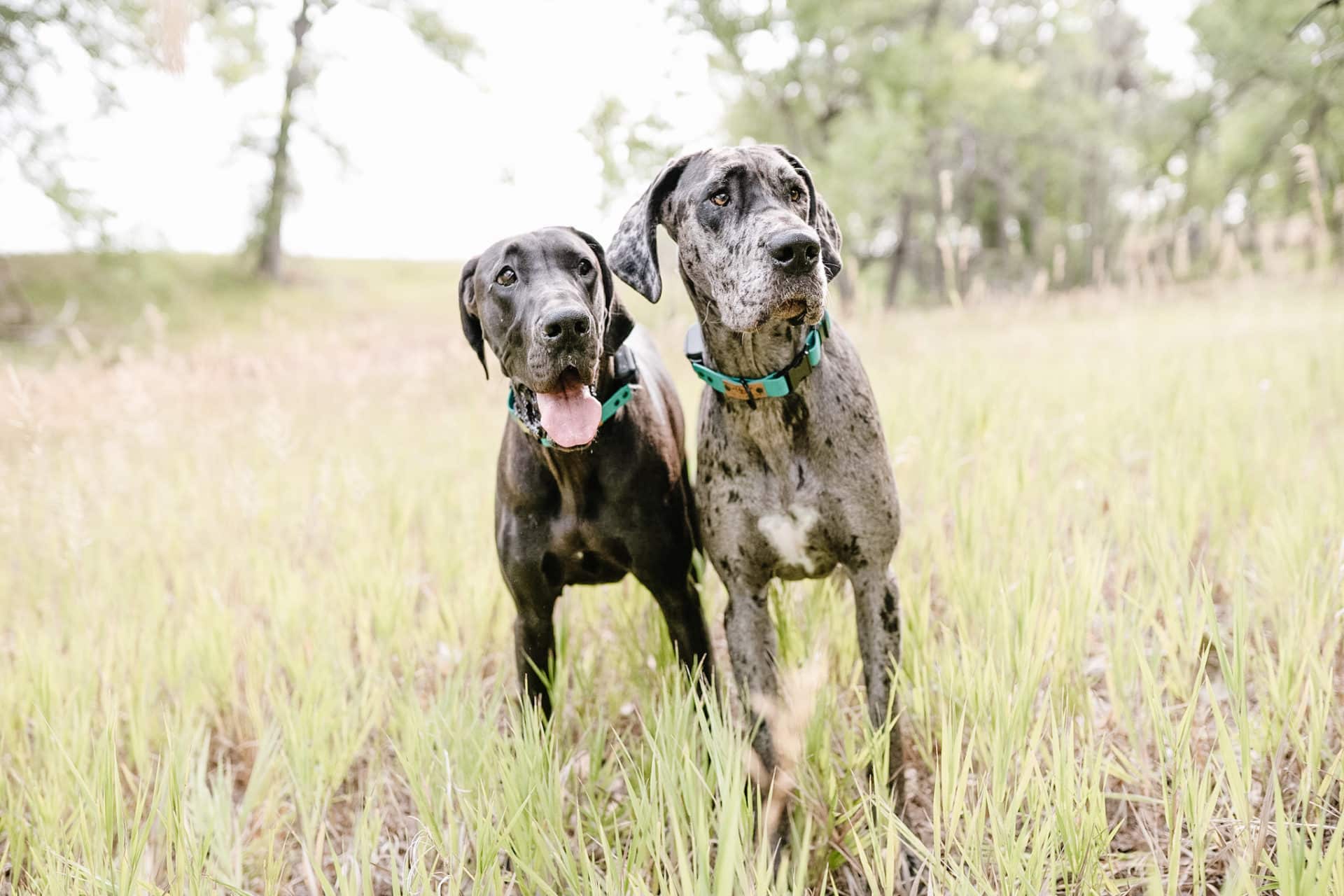 The Ultimate Great Dane Feeding Chart Hello Danes