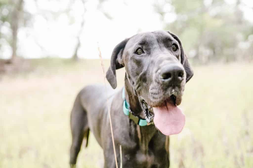 Great Dane Diet