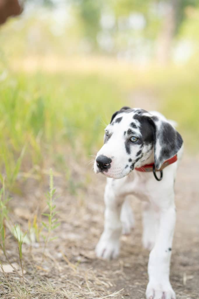 Great Dane Diet