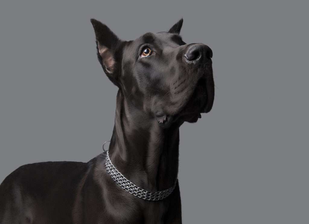 Great Dane Breeder Scams