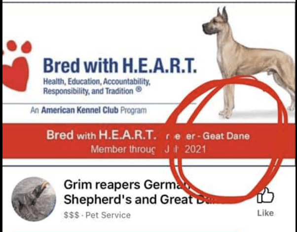 Bad Great Dane Breeders 10 Screen Shot 2022 08 24 at 5.00.14 PM