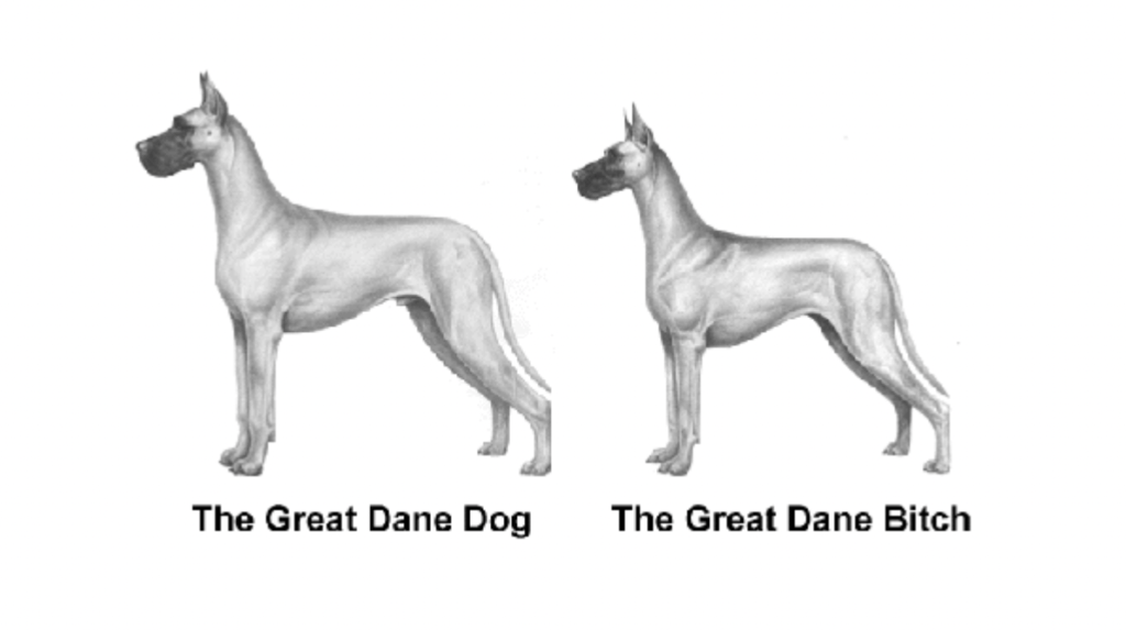 Male vs. Female Great Dane
