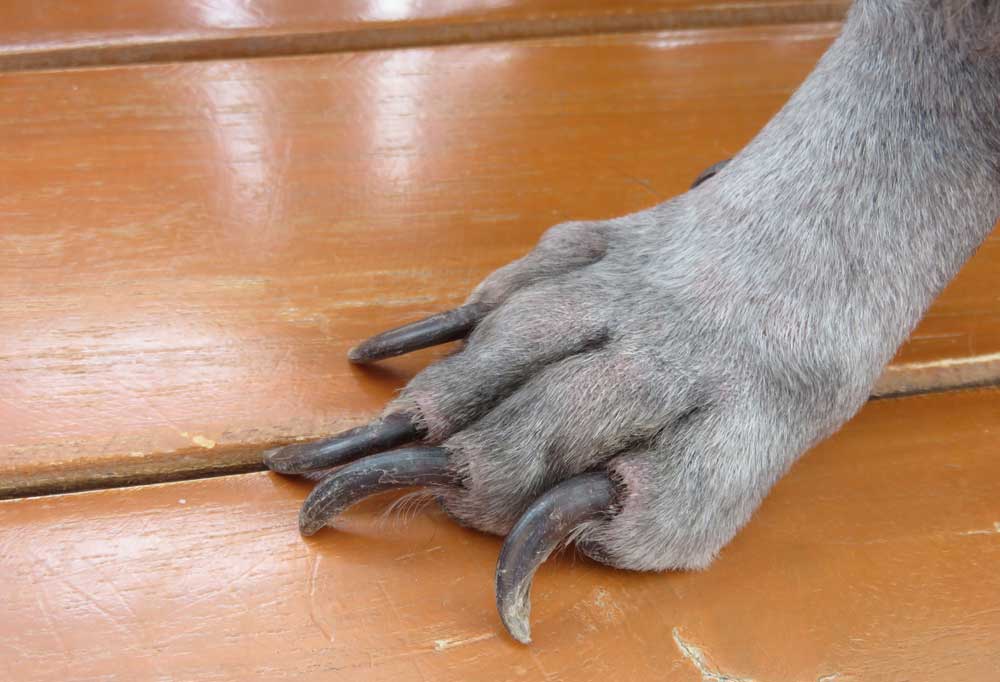 How Often Should You Cut Your Dog's Nails? 14 How Often Should You Cut Your Dog's Nails