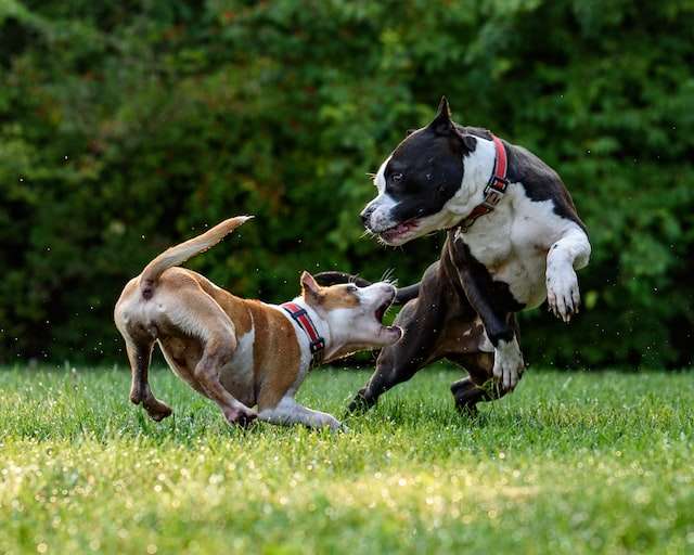 Dog Bite Prevention: How to Avoid a Dog Attack 2 Dog Bite Prevention
