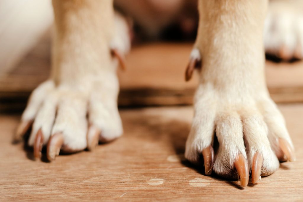 How Often Should You Cut Your Dog's Nails? 13 How Often Should You Cut Your Dog's Nails