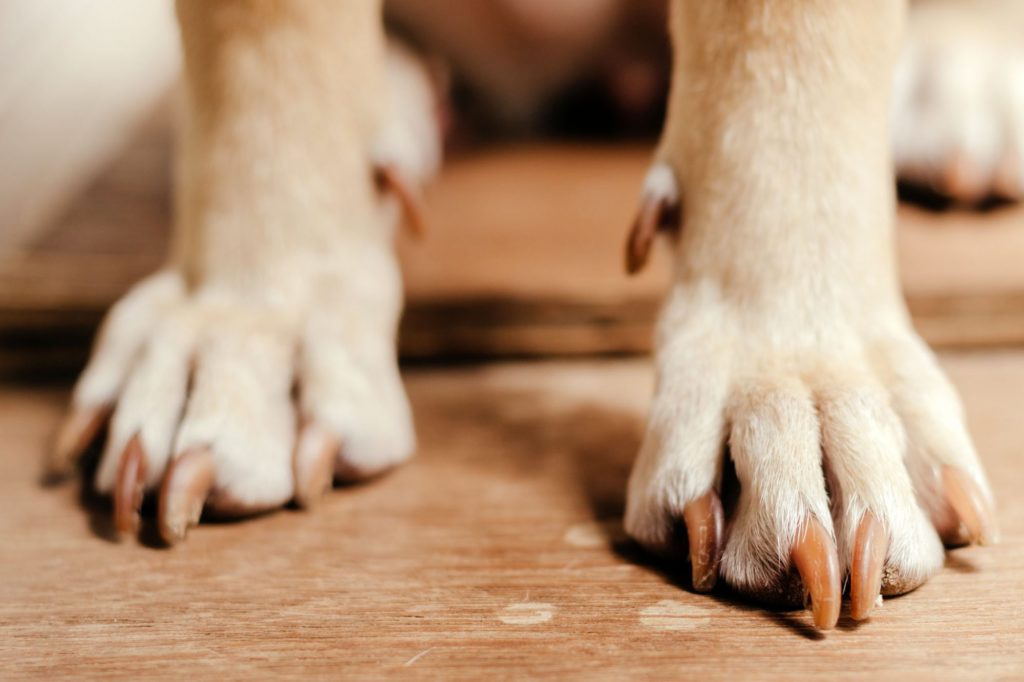 How Often Should You Cut Your Dog's Nails