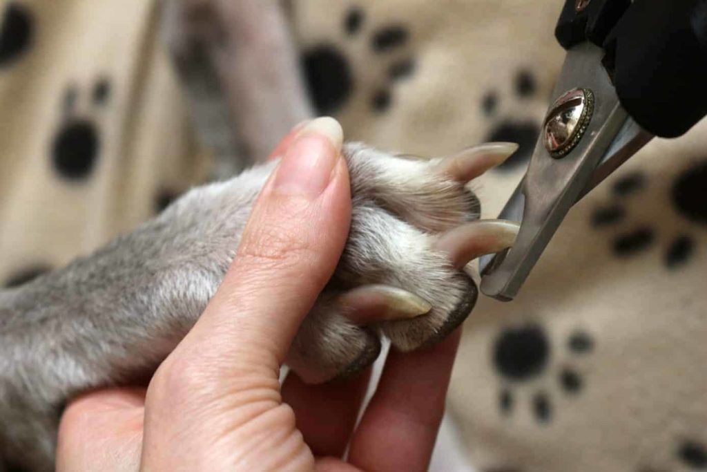 How Often Should You Cut Your Dog's Nails