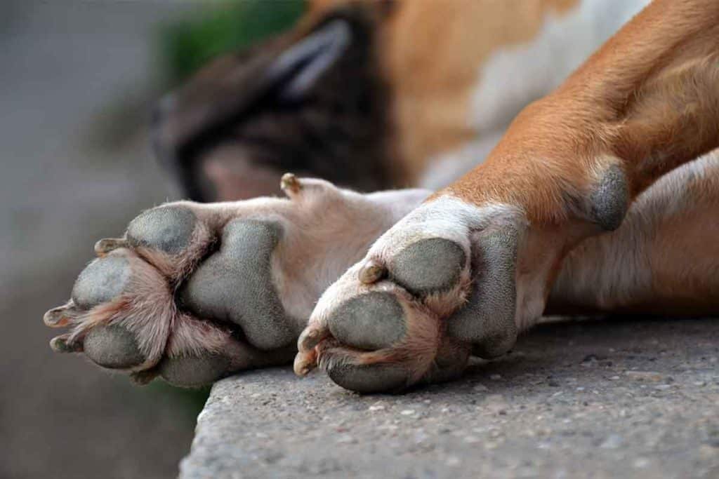 How Often Should You Cut Your Dog's Nails? 8 How Often Should You Cut Your Dog's Nails