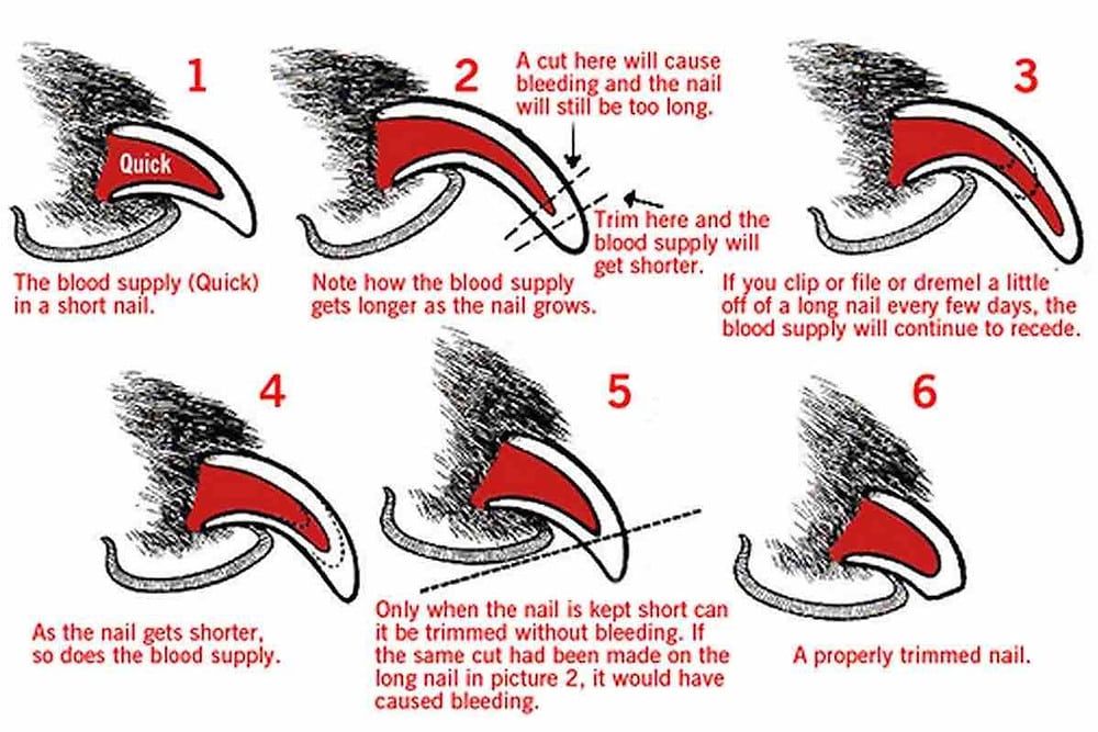 How Often Should You Cut Your Dog's Nails? 7 How Often Should You Cut Your Dog's Nails
