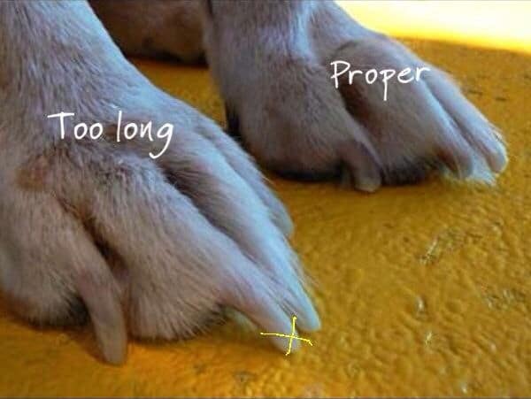 How Often Should You Cut Your Dog's Nails? 6 How Often Should You Cut Your Dog's Nails