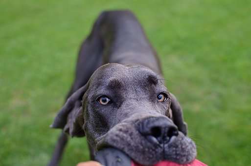 Great Dane Breeder Scams