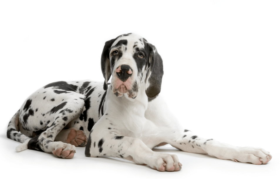 Dilated Cardiomyopathy in Dogs