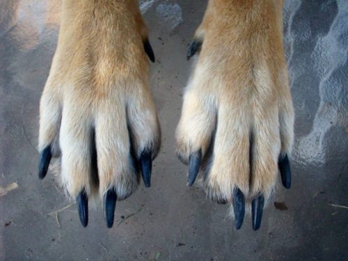 Image showcasing How to Cut Black Dog Nails Without Hurting Them - Hello Danes