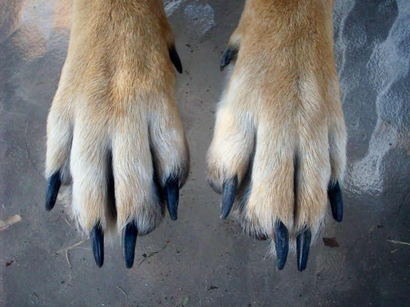 Home Remedies for Arthritic Dogs: Stop the Pain and Help Your Dog Feel Better 8 how to cut dogs nails