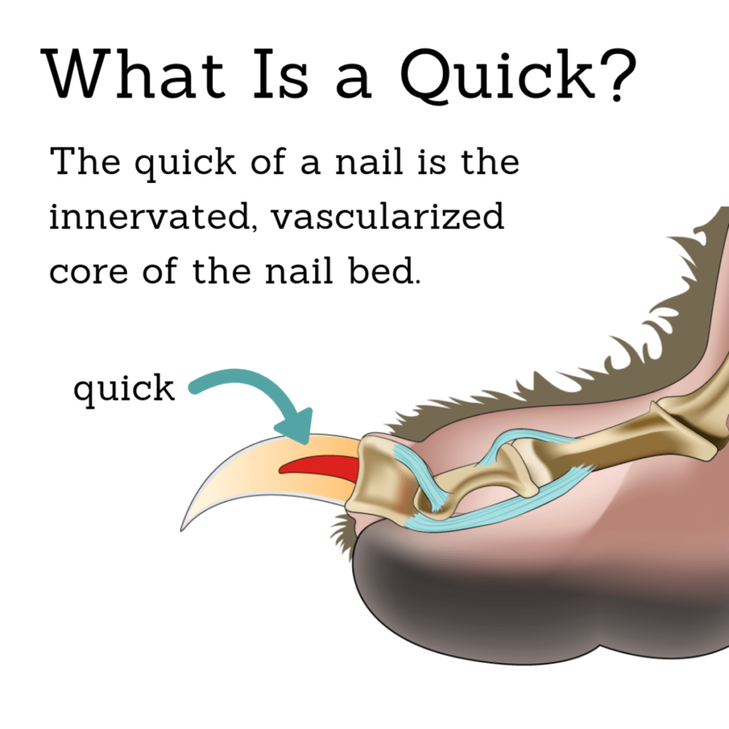 How to Cut Black Dog Nails Without Hurting Them 9 How to Cut Black Dog Nails