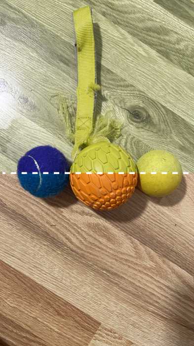 Can Dogs See in Color? The 2 Colors That Dogs Can See & The Fascinating Truth Behind It 7 Can Dogs See in Color