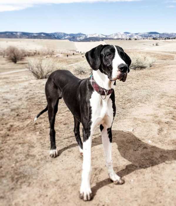 Why Prong Collars ROCK 2 why prong collars rock